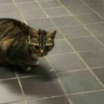 Sly kitten pretends to be a stray to snag free food from customers.