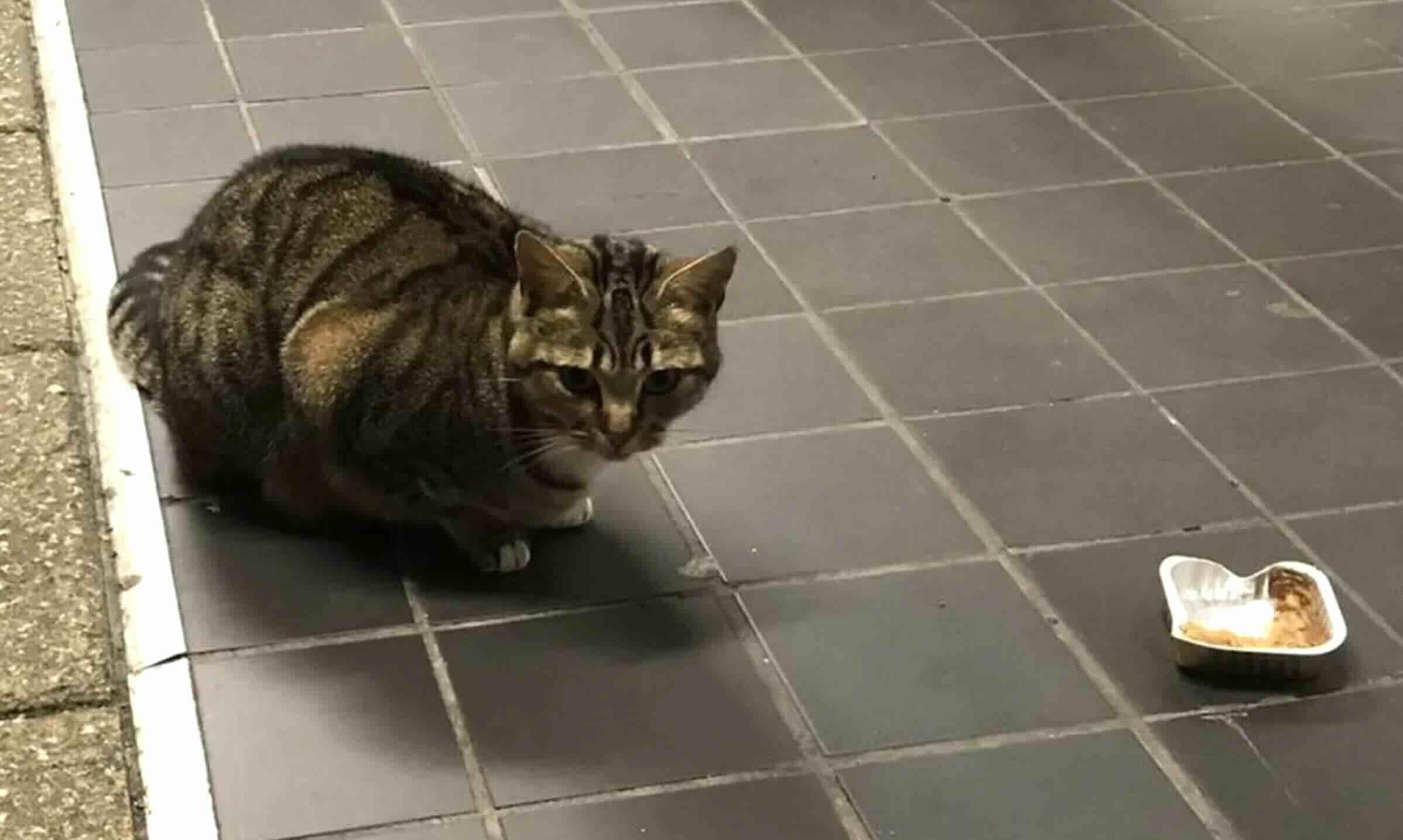 Sly kitten pretends to be a stray to snag free food from customers.