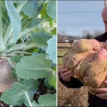 Set a world record for the heaviest radish weighing 29 kg in Canada