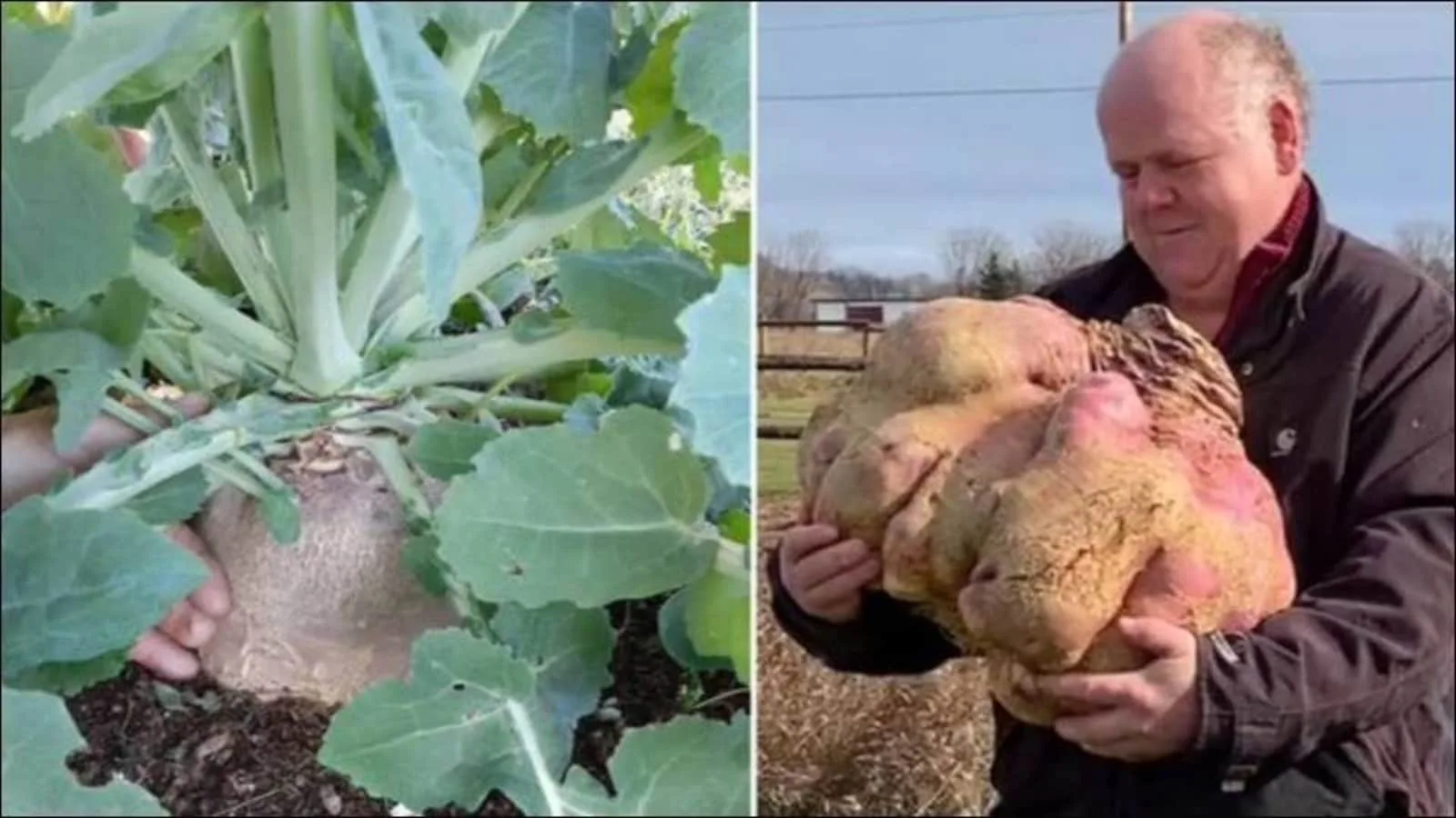 Set a world record for the heaviest radish weighing 29 kg in Canada