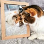 The 23-year-old cat who reigned over her father’s heart for four decades is affectionately known as Queen Lily.