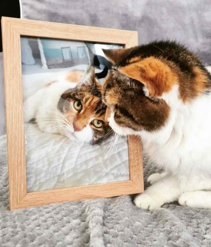 The 23-year-old cat who reigned over her father’s heart for four decades is affectionately known as Queen Lily.