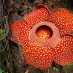 in the Indonesian rainforest ‘The World’s Largest Flower’ is almost 4ft wide