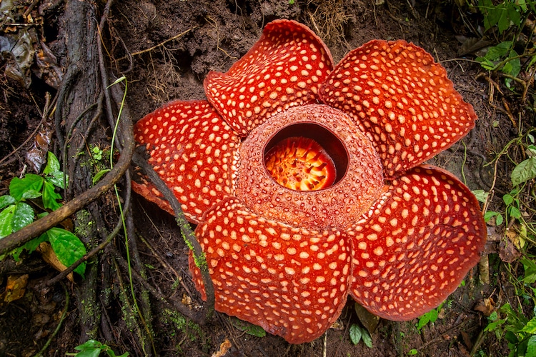 in the Indonesian rainforest ‘The World’s Largest Flower’ is almost 4ft wide