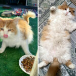 “Cats Who Got a Second Chance and Their Incredible Transformations (New Photos)”