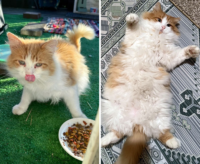 “Cats Who Got a Second Chance and Their Incredible Transformations (New Photos)”