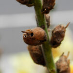 Snapdragons turn into skulls when they die