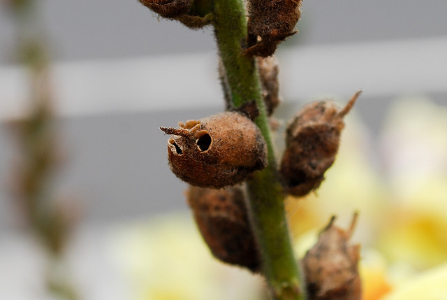 Snapdragons turn into skulls when they die