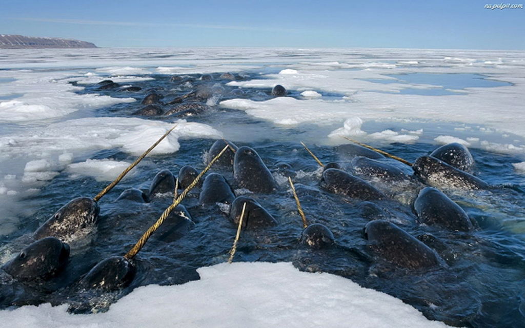 Narwhals Have a Unique Way of ‘Seeing’ That No Other Animal on Earth Possesses