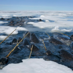 Narwhals Have a Unique Way of ‘Seeing’ That No Other Animal on Earth Possesses