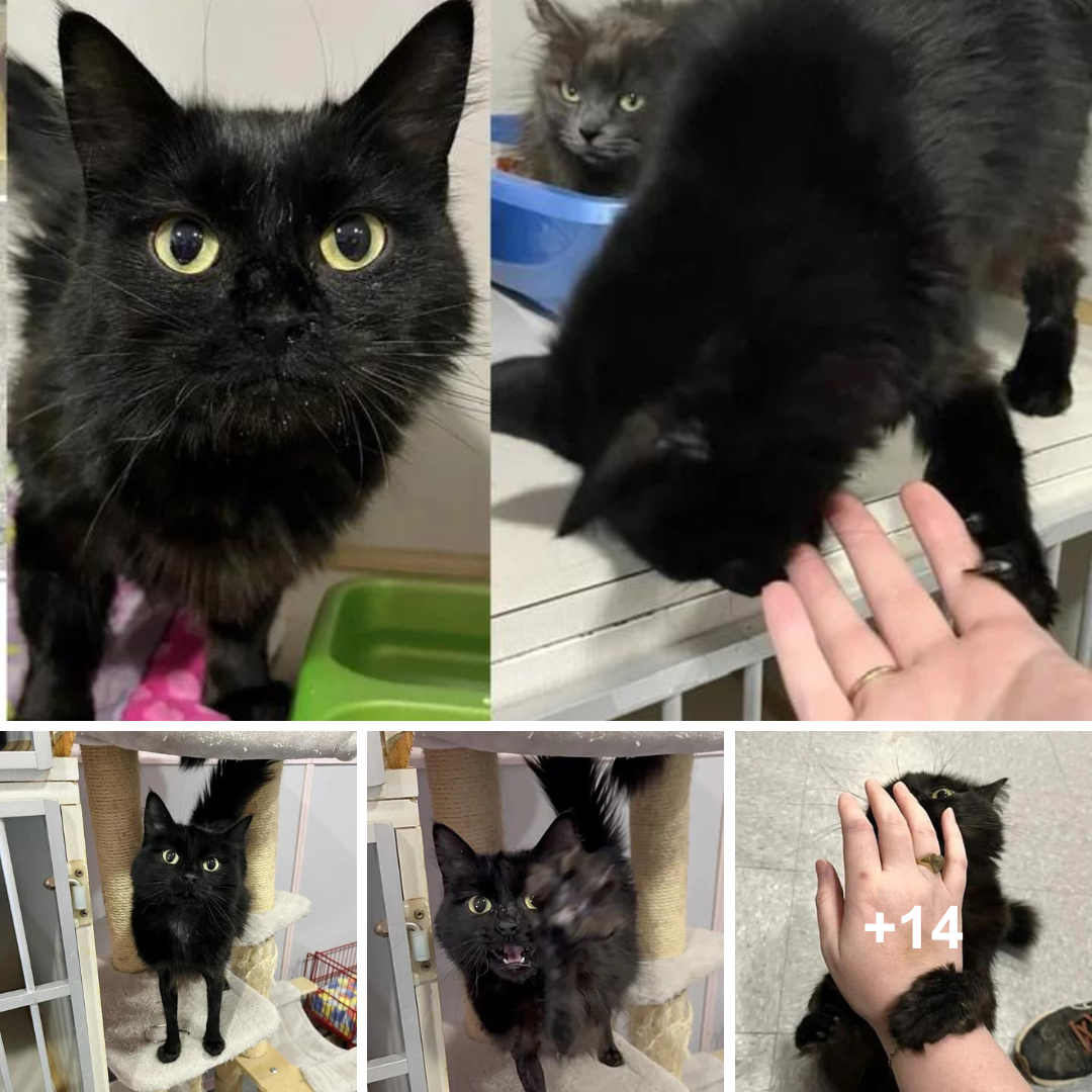 A “snug-pants” cat at the animal shelter wins everyone’s hearts by reaching out to hold hands.