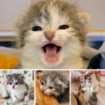 Everyone was amazed when the “tough” kitten, just a few days old, lived a full life