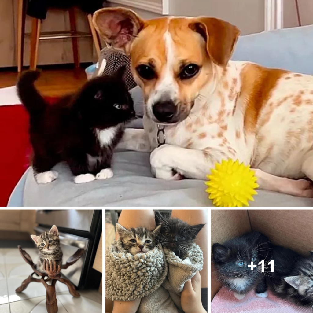 The kitten who came to the rescue needed care and was greeted by a dog