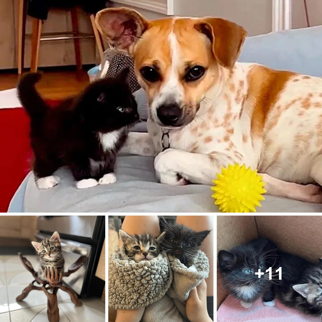 The kitten who came to the rescue needed care and was greeted by a dog