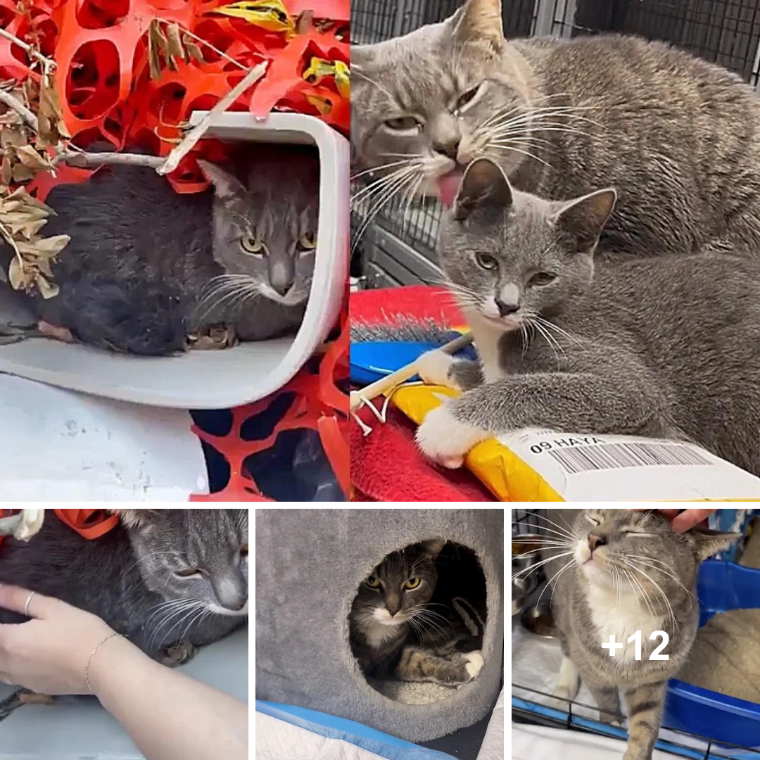 The World’s Most Adorable Cat, Who Loves Kittens, Found Hiding in a Dumpster