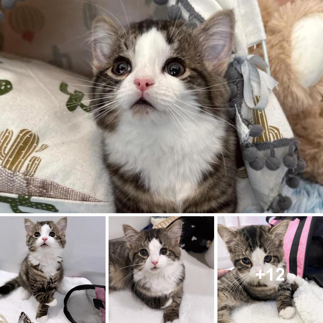 The lively and quirky kitten Milly encounters caring people  nurture