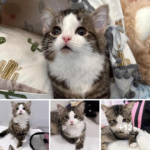 Energetic and quirky kitten Milly encounters caring individuals