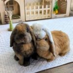 The Secret Life of Rabbits