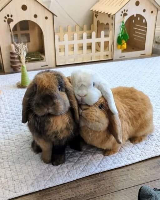 The Secret Life of Rabbits