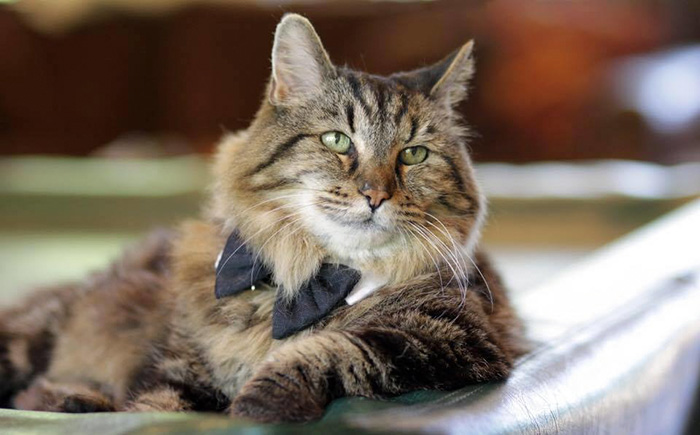 Introducing the World’s Oldest Shelter Cat, Adopted at 26 Years Old