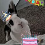 Big Hoppy 7th Birthday to my girl Anna