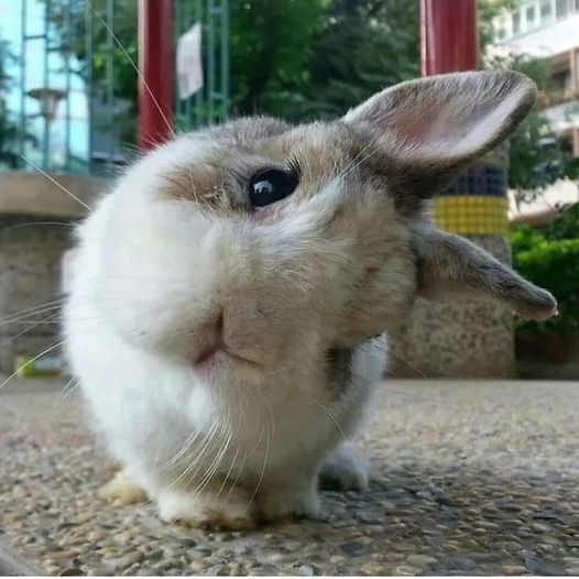 The Secret Life of Rabbits: Unveiling Their Hidden World