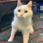 A Perfect Pairing: 101-Year-Old Woman Adopts the Oldest Cat in the Shelter