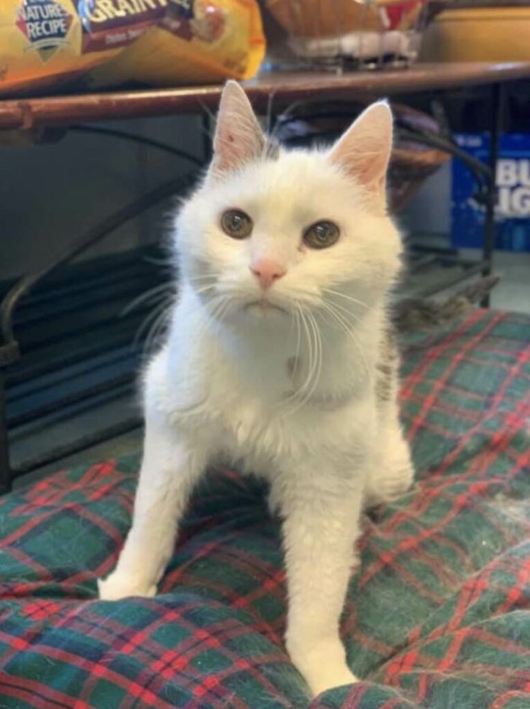 A Perfect Pairing: 101-Year-Old Woman Adopts the Oldest Cat in the Shelter