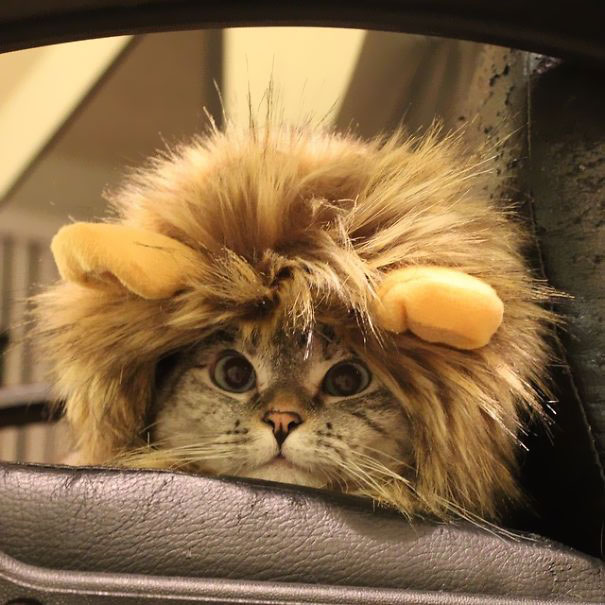 Meet Nala: The Cat Sensation with 3.2 Million Instagram Followers