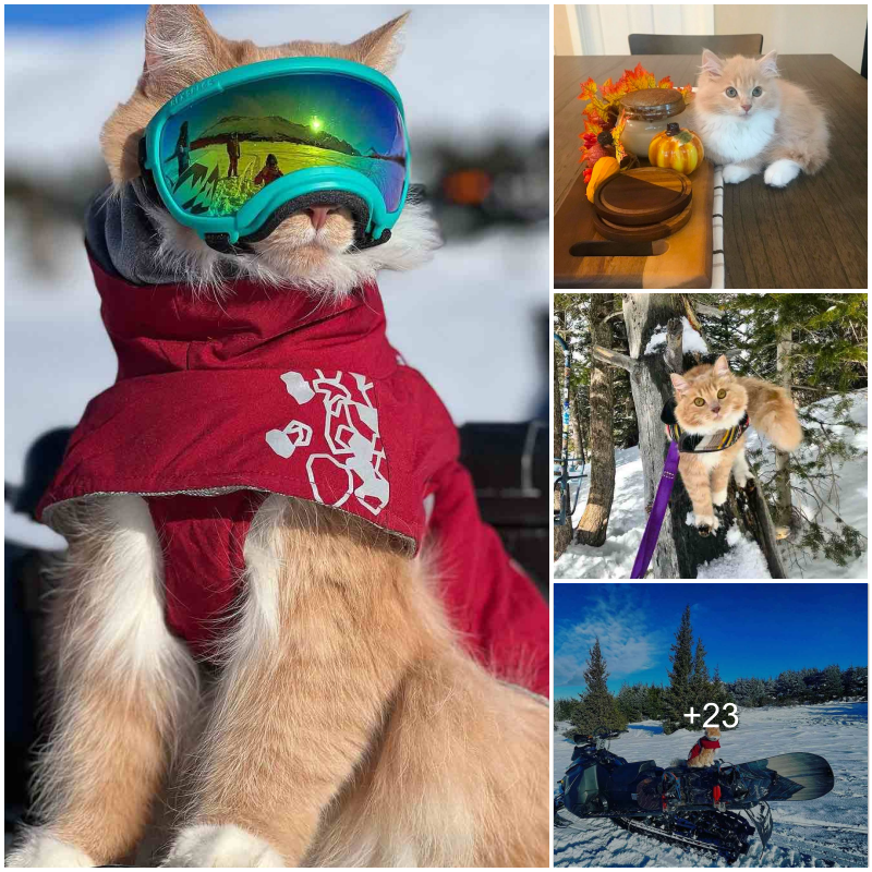 Meet Petra the Purr-tastic Explorer: An Adventure Cat Like No Other.