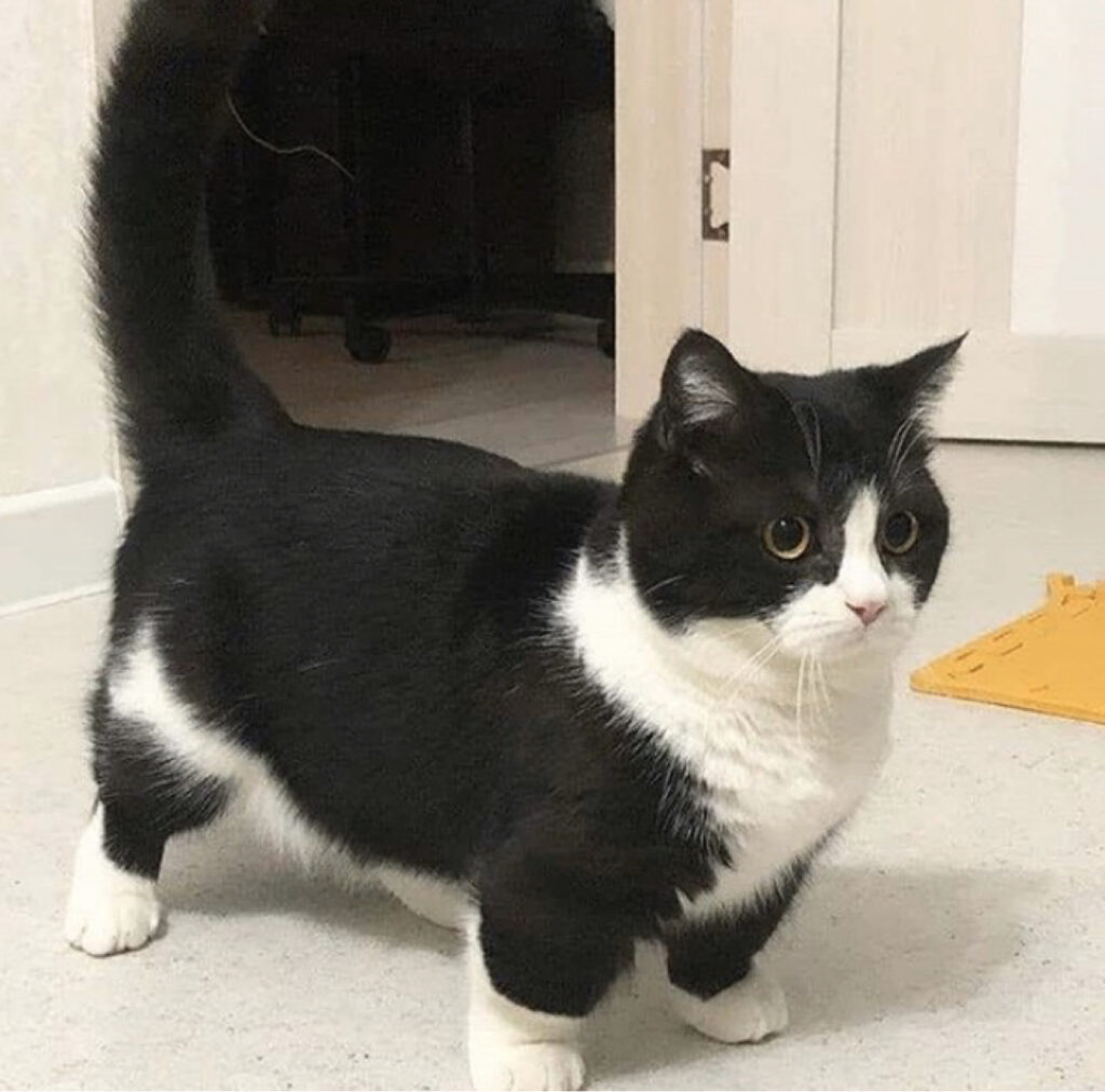 The Mighty Mini: Dwarf Cat with 4-Inch Legs Soars as an Instagram Superstar