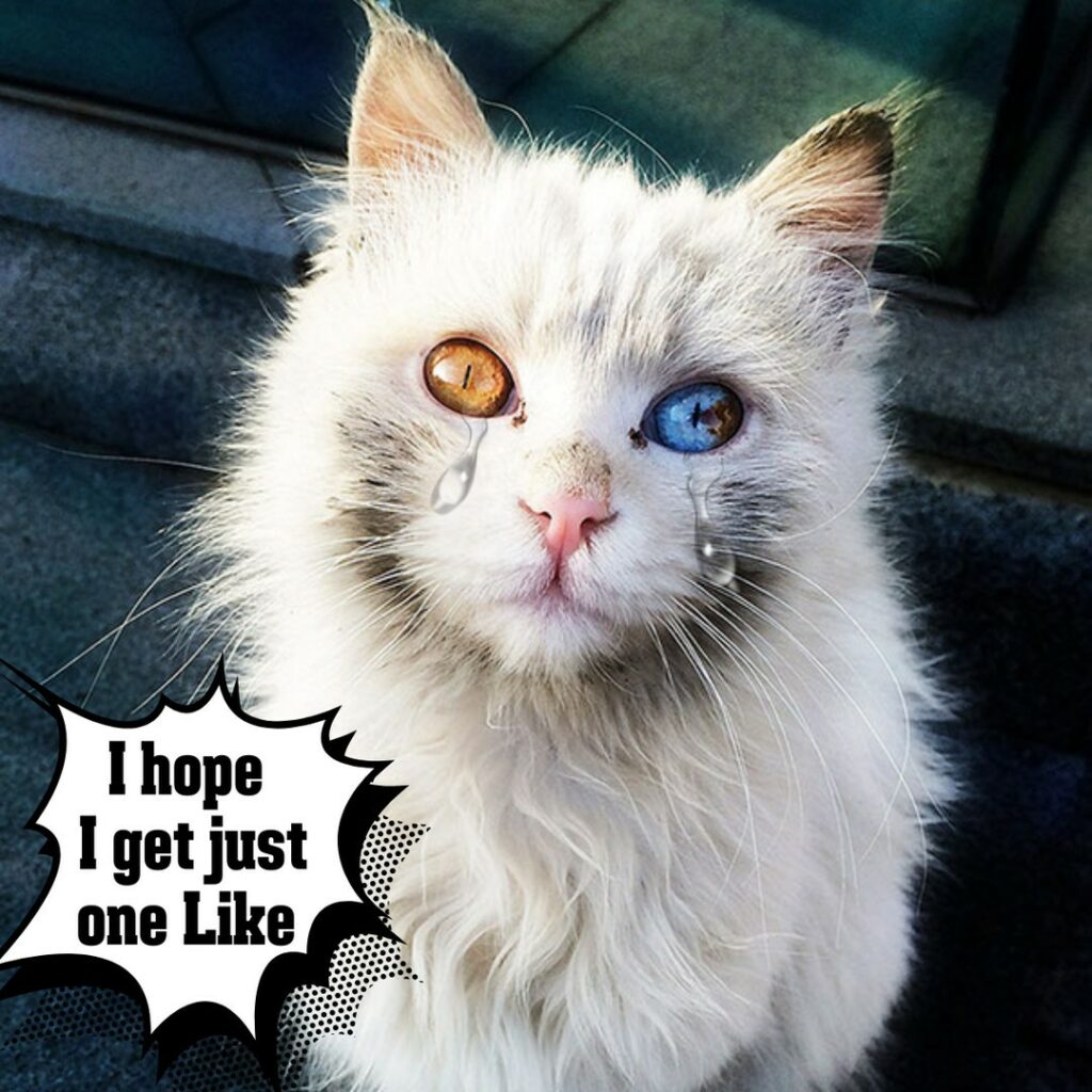 Exploring the Galactic Universe Through the Mysterious Eyes of Cats: A Magical Journey.