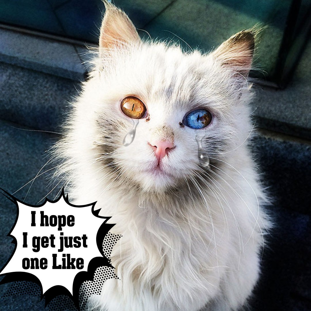 Exploring the Galactic Universe Through the Mysterious Eyes of Cats: A Magical Journey.