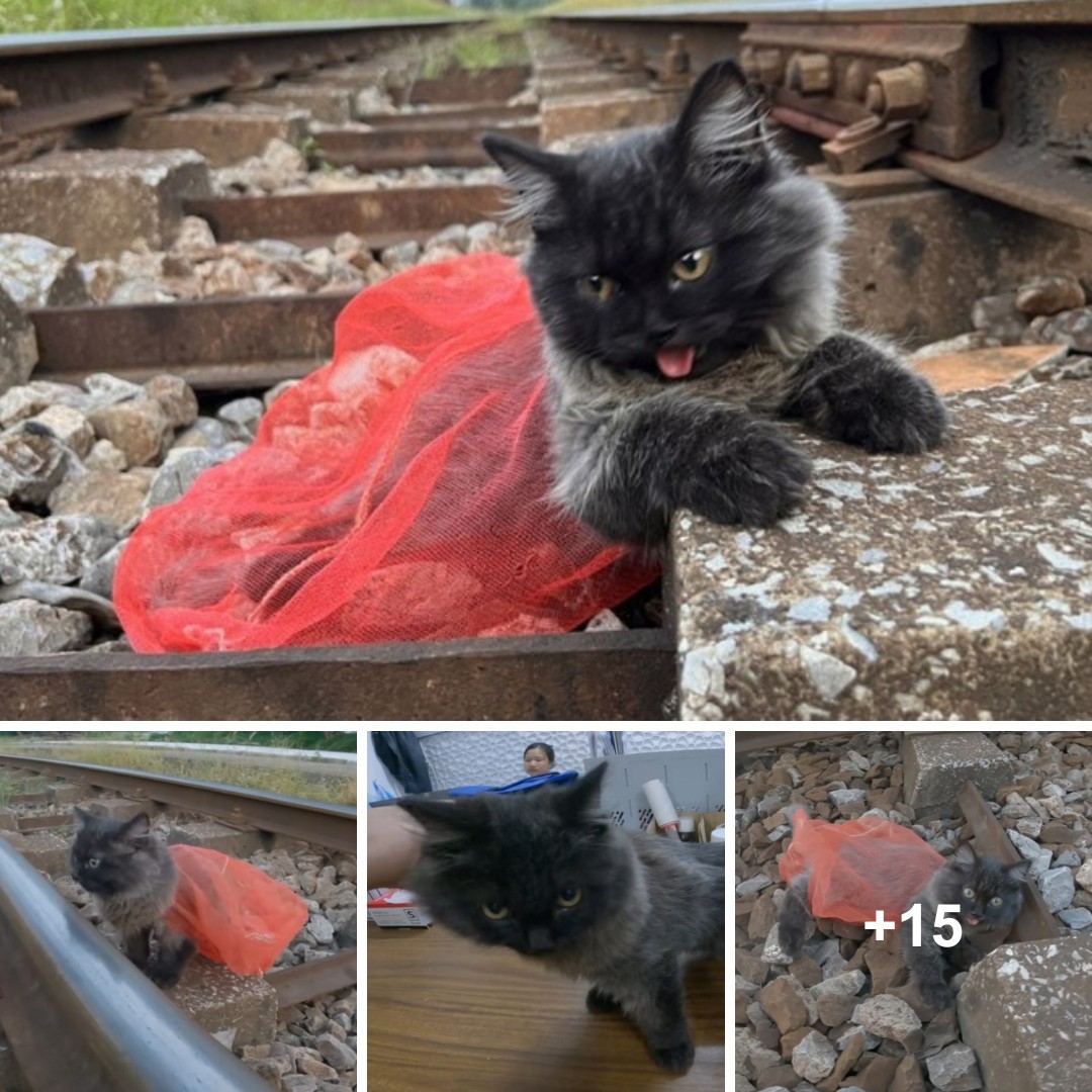 Stranded on a Perilous Railway: The Tale of an Abandoned Cat