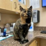 An elderly shelter cat beats the odds, finds a forever home, and experiences a lifetime of love.