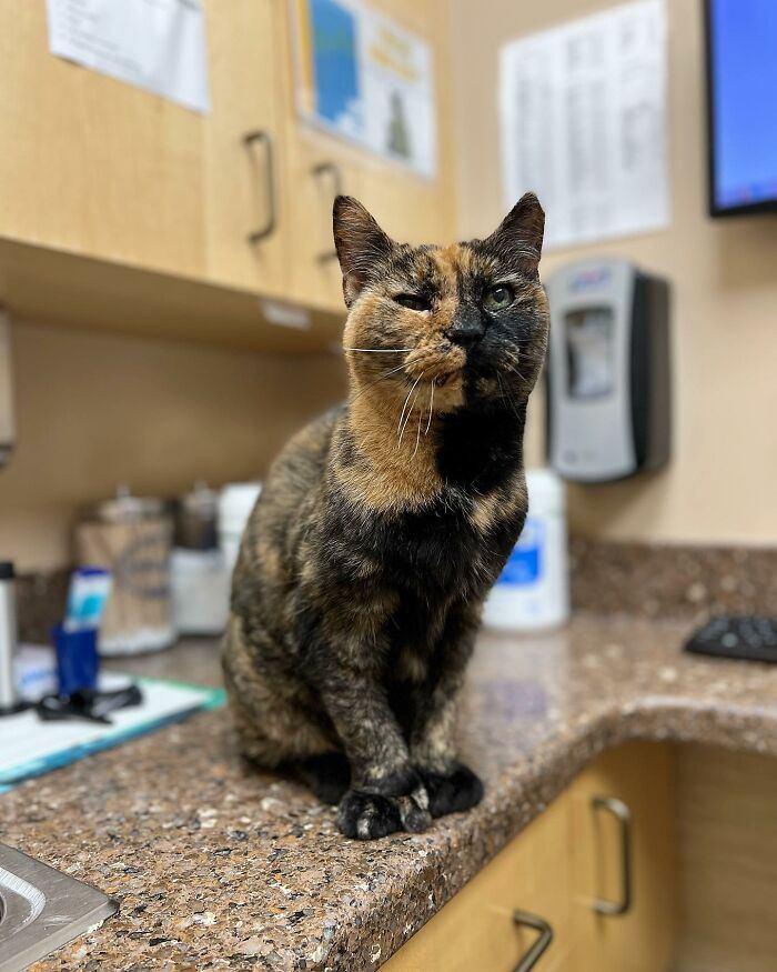 An elderly shelter cat beats the odds, finds a forever home, and experiences a lifetime of love.