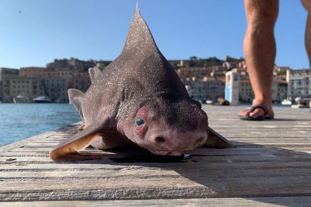 Strange Giant Pig-Faced Shark Pulled from the Water by Shocked Sailors