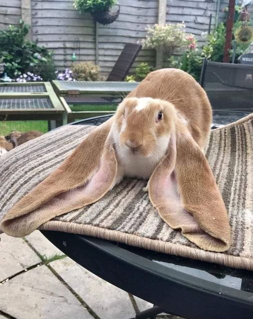 The Elegant Ears of the Garden