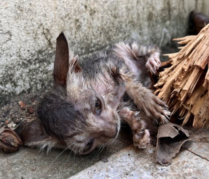 A long-starved kitten was lucky to be adopted and loved by a caring woman.