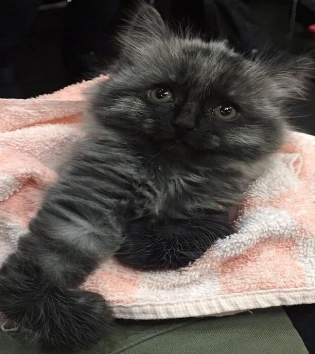 The touching story of a kitten born with broken legs learning to walk again