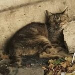 A Heartbreaking Scene: Helpless Cat Trapped in Trash, Desperately Crying for Help