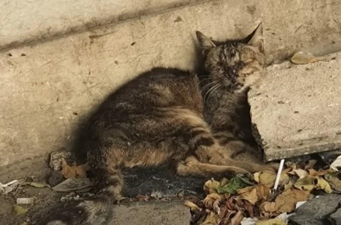 A Heartbreaking Scene: Helpless Cat Trapped in Trash, Desperately Crying for Help