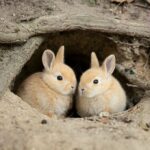 Bunny Tales: Adventures of Our Furry Friends