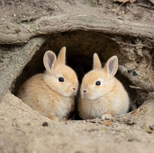 Bunny Tales: Adventures of Our Furry Friends