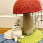 The Touching Story of a Munchkin Cat’s Journey from Heartbreak to Happiness