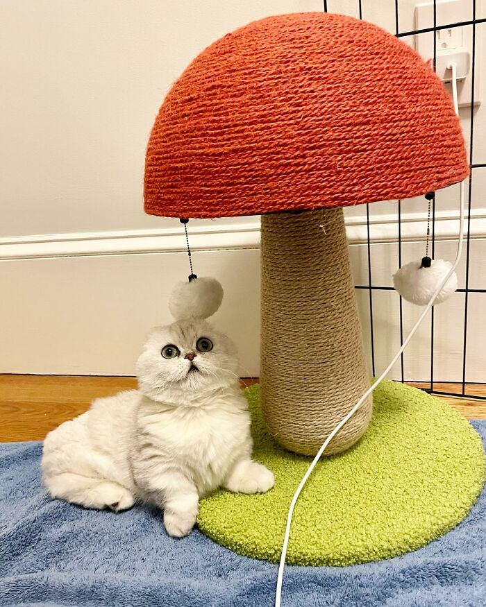 The Touching Story of a Munchkin Cat’s Journey from Heartbreak to Happiness