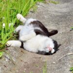 The Bliss of a Happy Cat Enjoying the Freedom of an Empty Lot