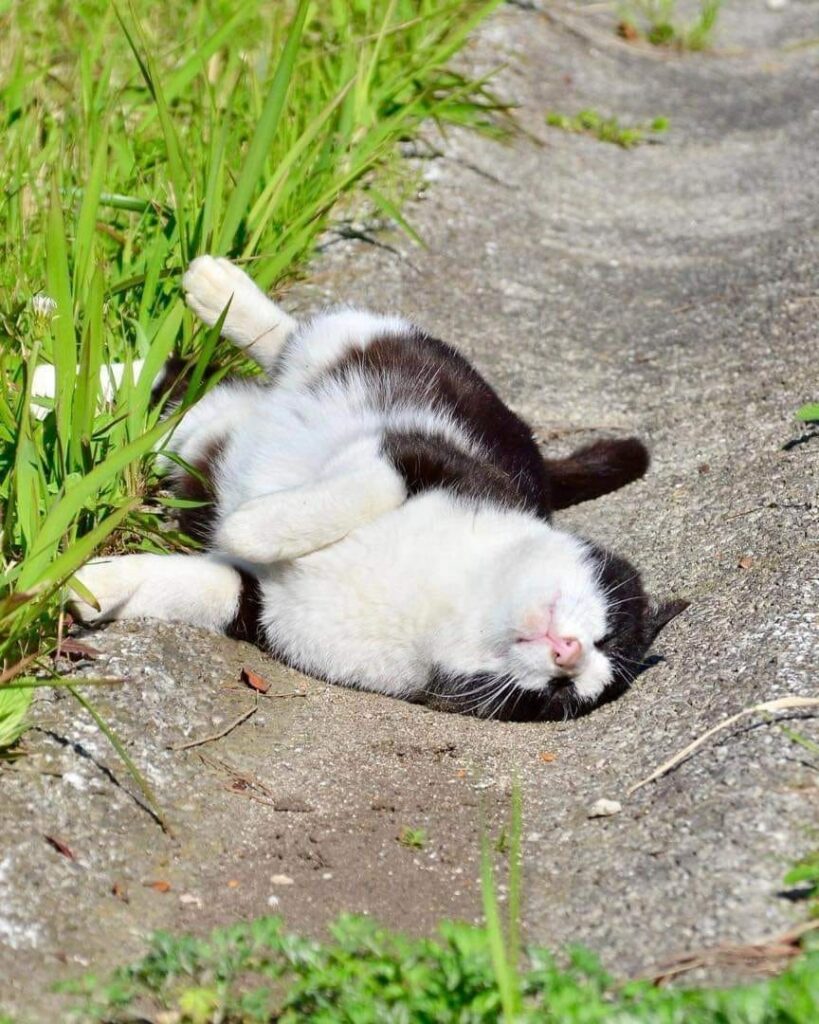 The Bliss of a Happy Cat Enjoying the Freedom of an Empty Lot