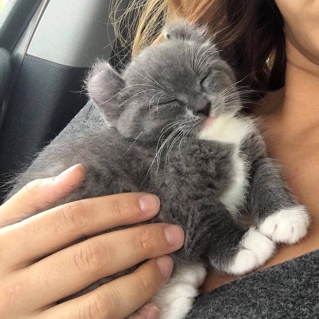 Fun encounters with the adorable Kinkalow cat and his long curled ears.