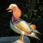 Discover the Stunning Mandarin Duck: The World’s Most Beautiful Bird